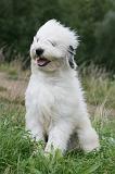 TERRIER DU TIBET 366